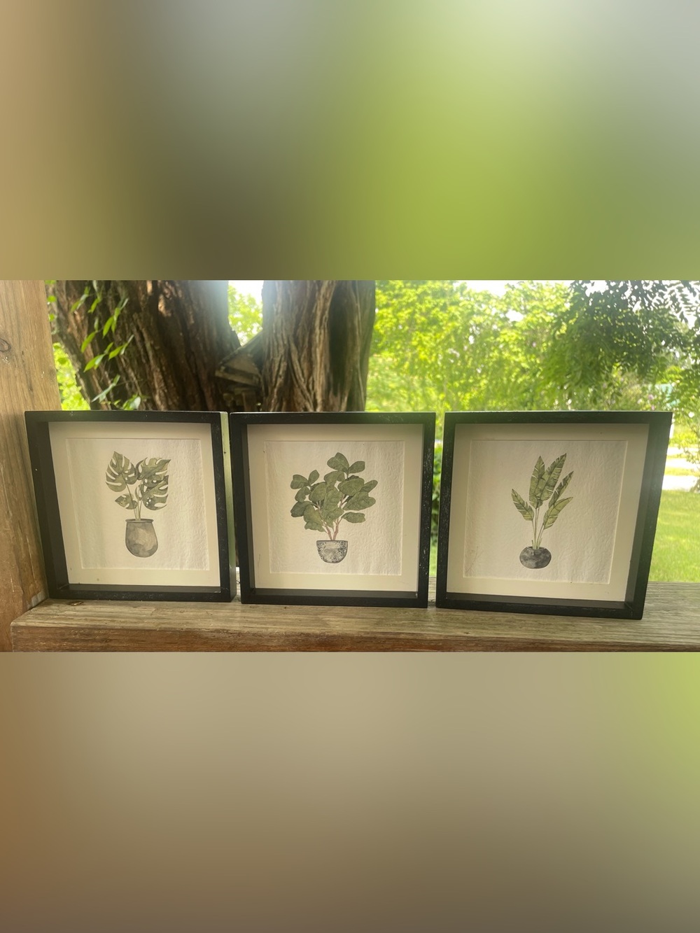 Set of 3 Framed Botanical Prints - Green Plants in Black Frames
